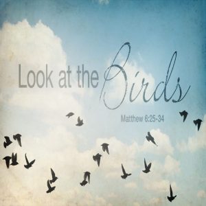 Look At the Birds - 8:30am (CD)