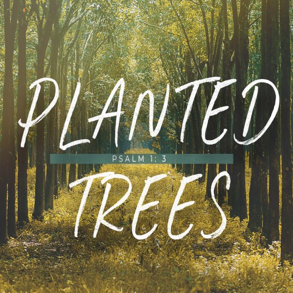 Planted Trees - 8:30am - CD