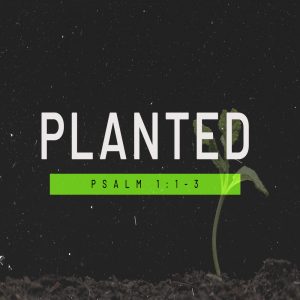 Planted - 11:00am - DVD