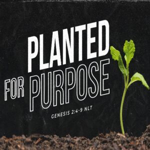 Planted For Purpose - 11:00am - CD