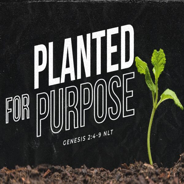 Planted For Purpose - 8:30am - CD