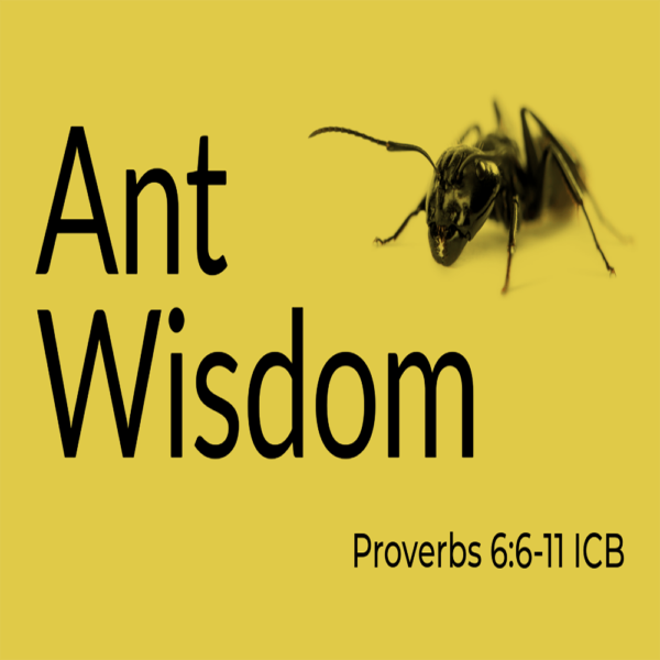 Ant Wisdom - 8:30am - CD
